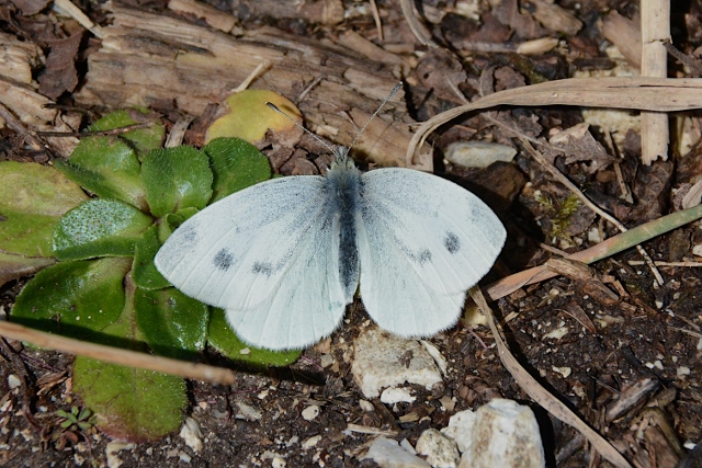 Pieris ergane ?  Molto probabile